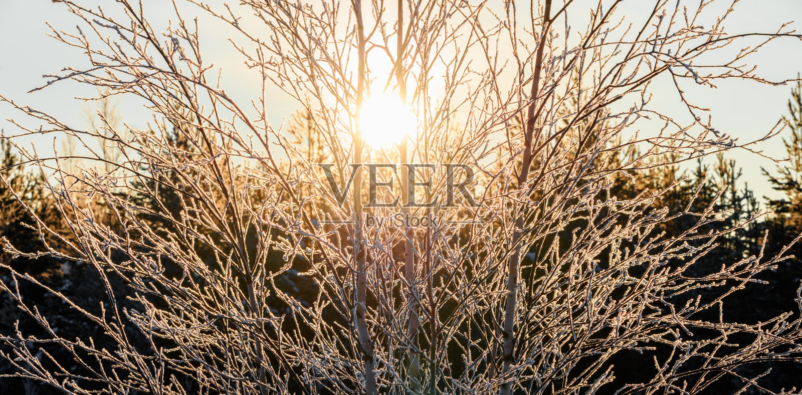 黎明时分，生长在森林中的桦树被太阳照得亮晶晶的。照片摄影图片