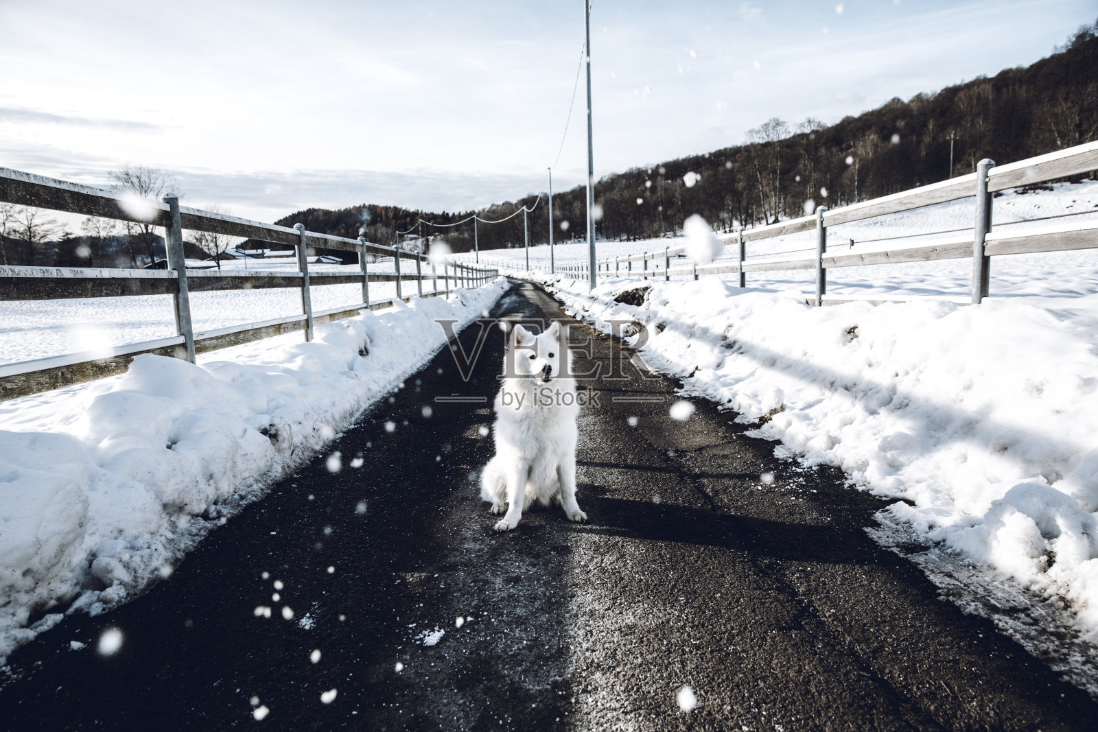 萨摩耶狗坐在大自然中照片摄影图片