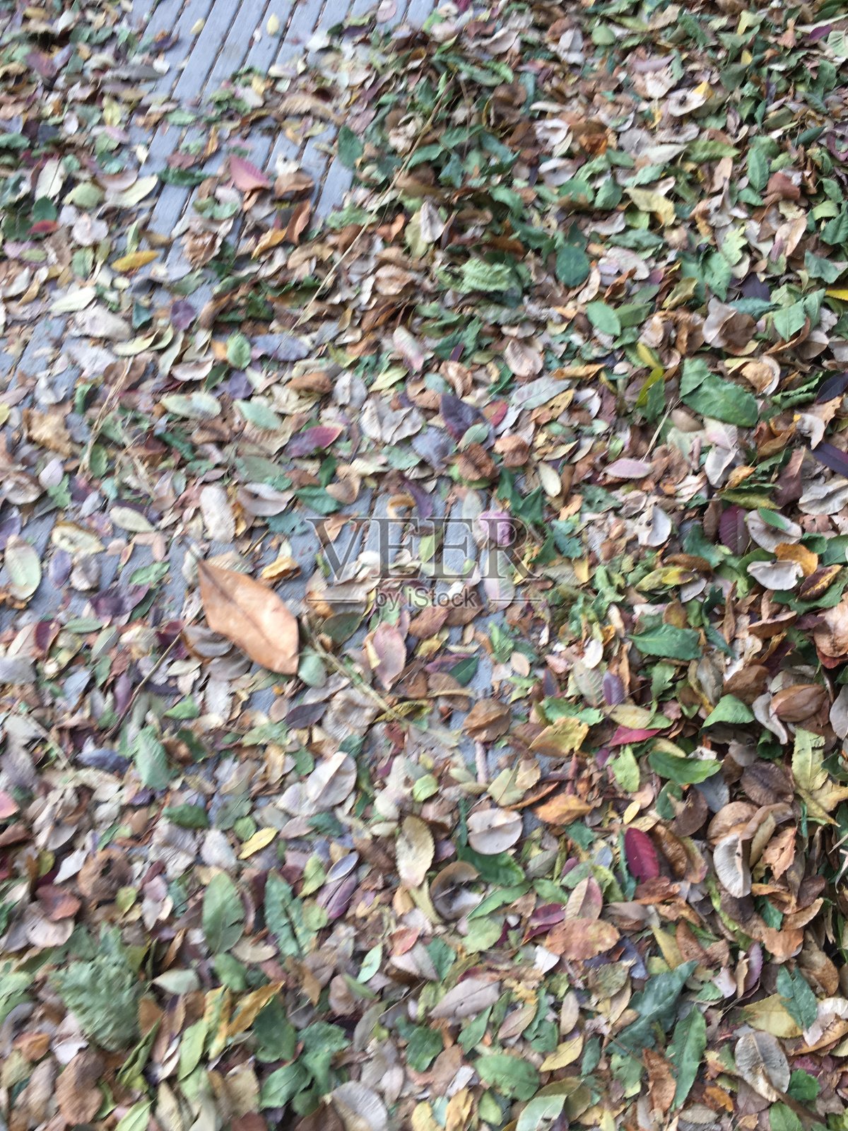 秋天的绿色和棕色的树叶在地上形成图案照片摄影图片