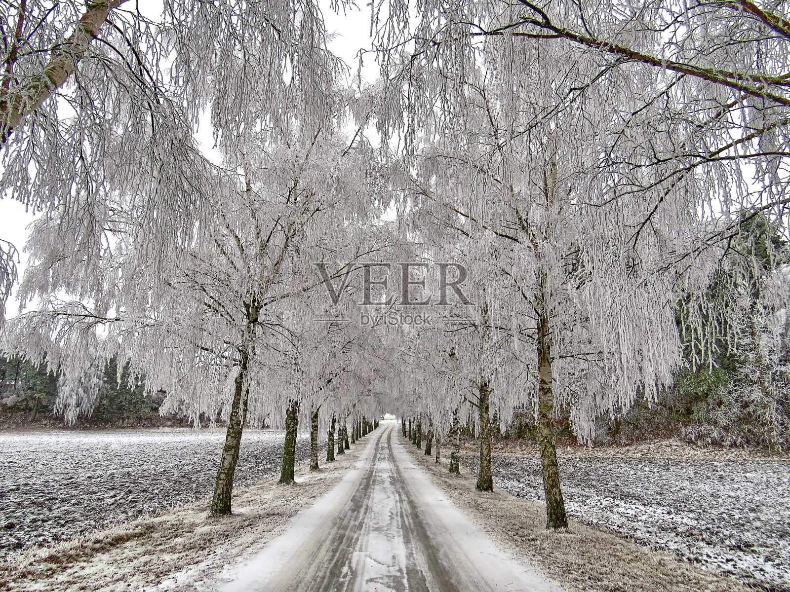 美丽的雪道景观与冰冻的树枝照片摄影图片