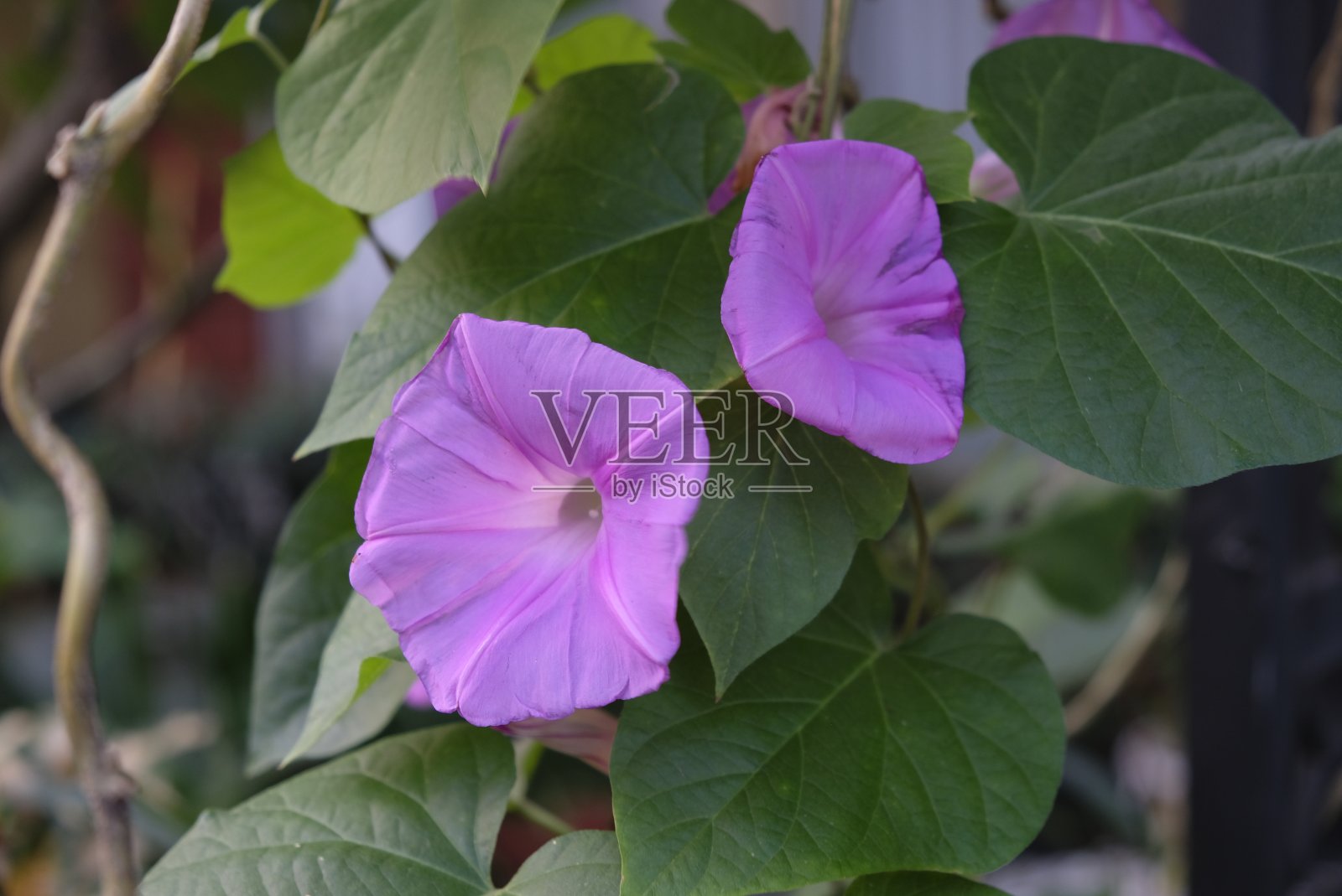 近距离的牵牛花。照片摄影图片