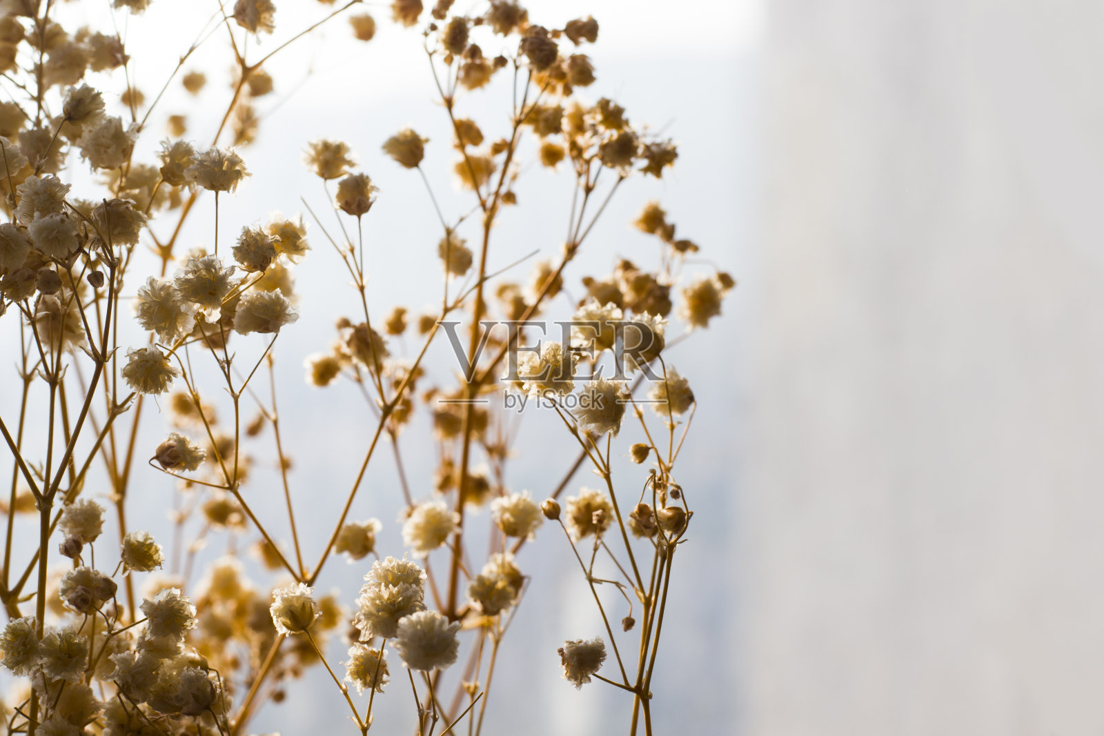 干花和植物照片摄影图片