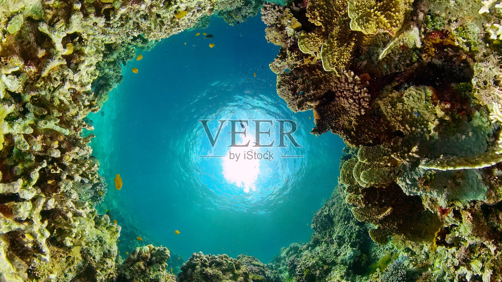 珊瑚礁的水下世界。菲律宾照片摄影图片