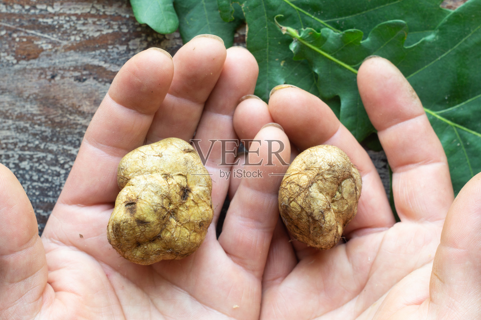 黑腹蘑菇是一种不能吃的蘑菇，看起来像块菌照片摄影图片