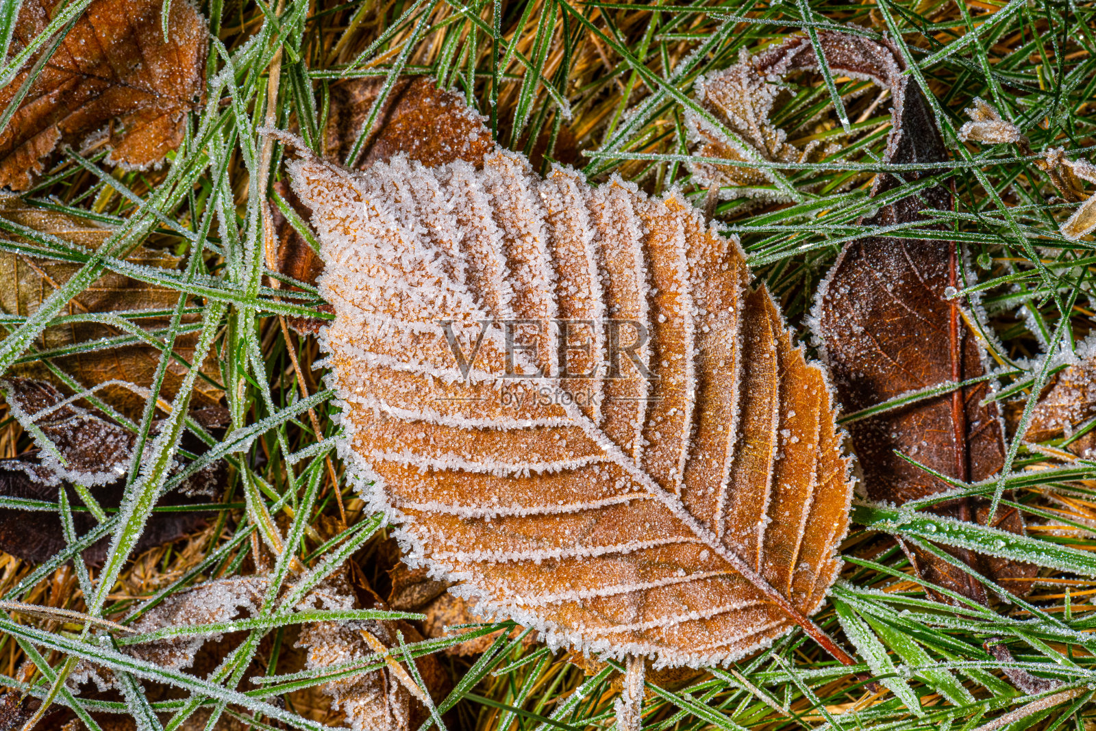 草上的棕色和冰冻的叶子。照片摄影图片