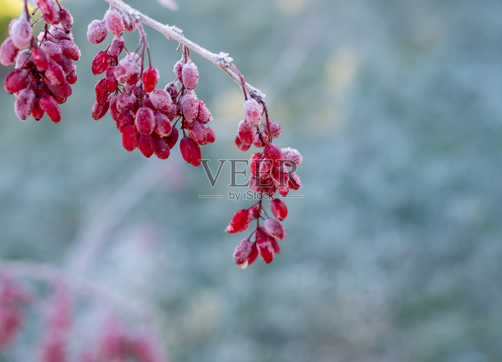 红莓覆盖着白霜，背景是冬季照片摄影图片