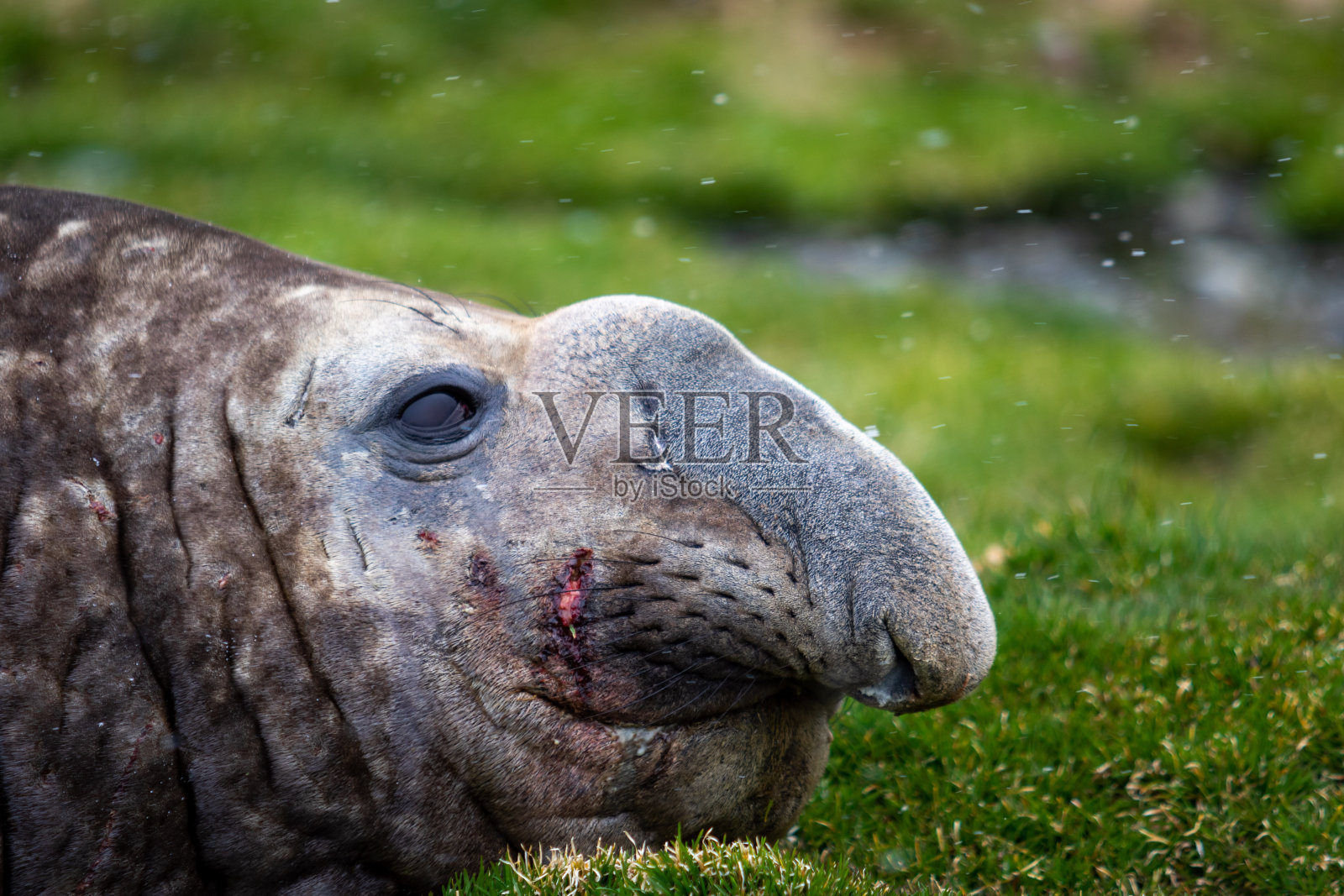 靠近海象。一只受伤的海象。南乔治亚岛照片摄影图片