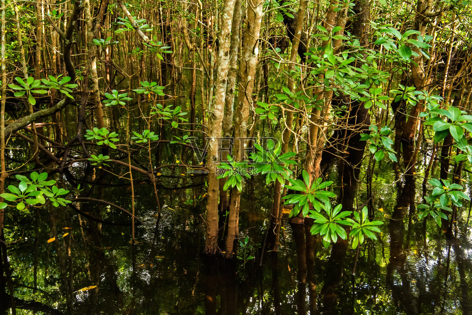 红树林，绿叶和长根生长在淡水夏季阳光明媚的日子照片摄影图片