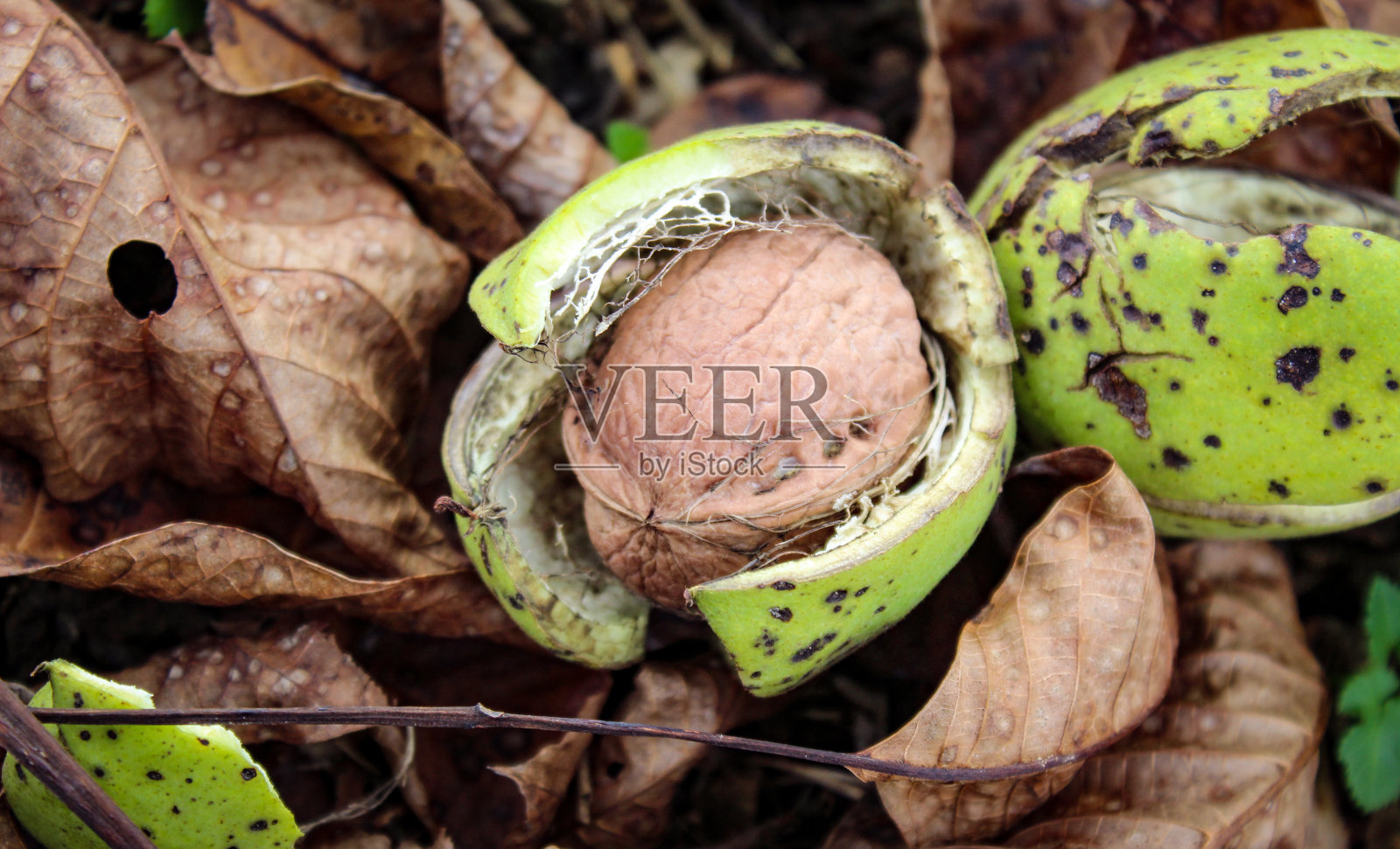 成熟的核桃果实。一张胡桃在开裂的绿色壳里的照片。核桃下面是干树叶和绿草。扎维德维奇，波斯尼亚和黑塞哥维那。照片摄影图片