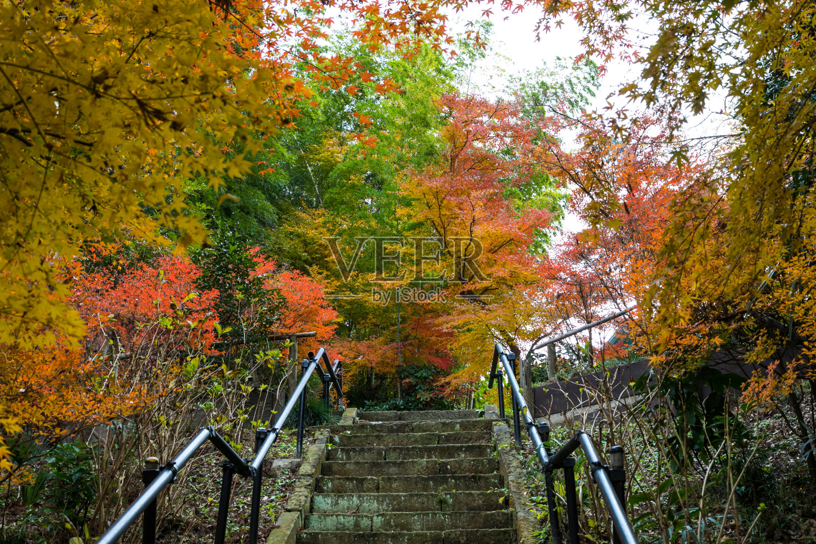 日本千叶县松户市11月秋叶照片摄影图片