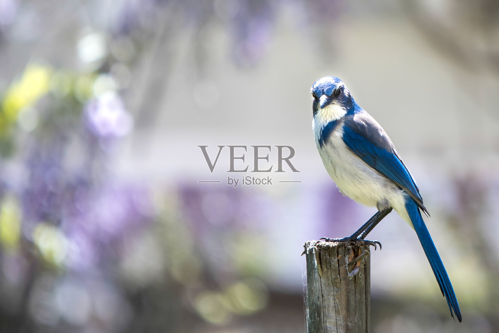 在模糊的紫色和黄色背景上坐在一根杆子上的蓝冠鸦照片摄影图片