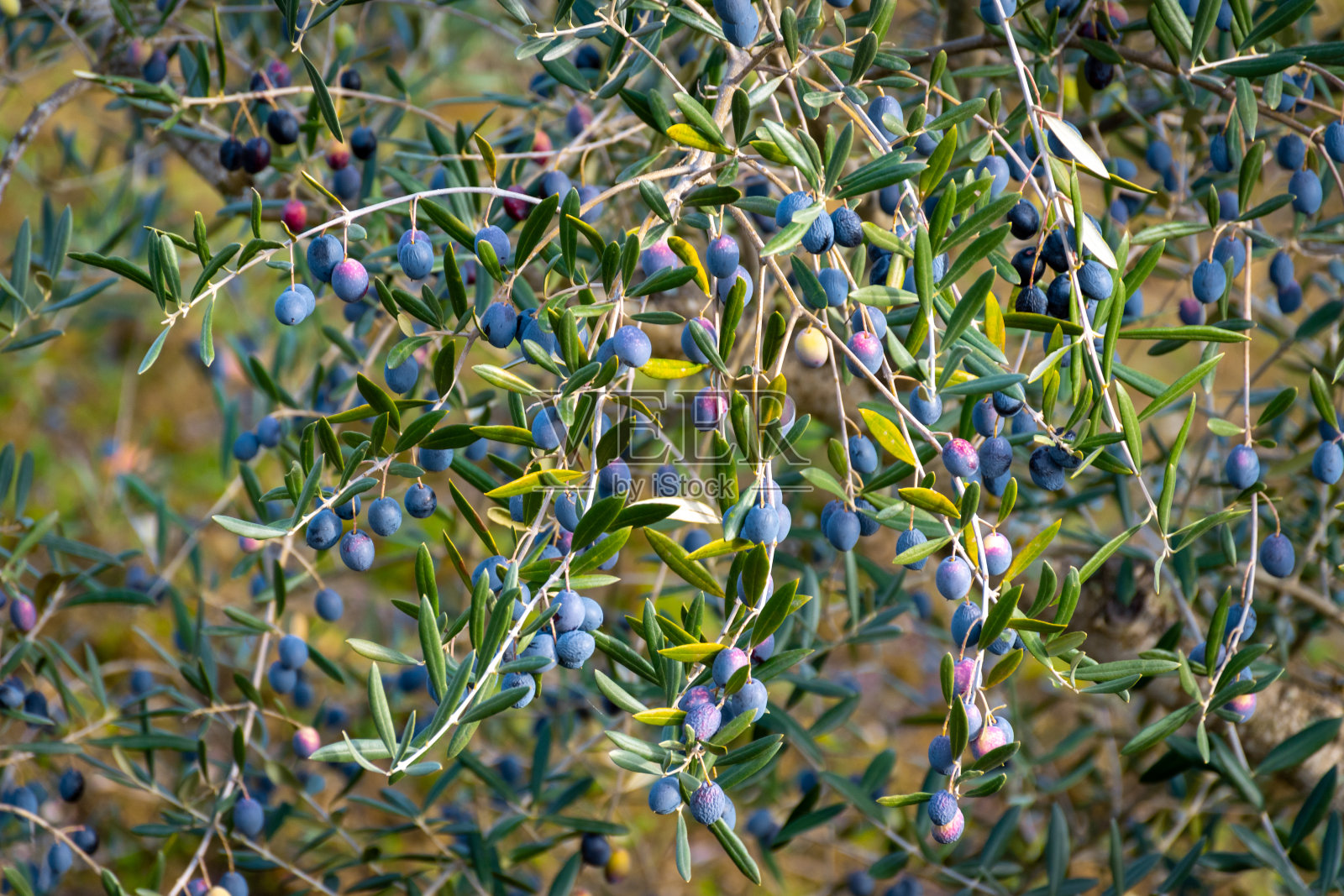 在收获特级初榨橄榄油之前，在橄榄树上观察一些黑橄榄。背景模糊。选择的重点照片摄影图片