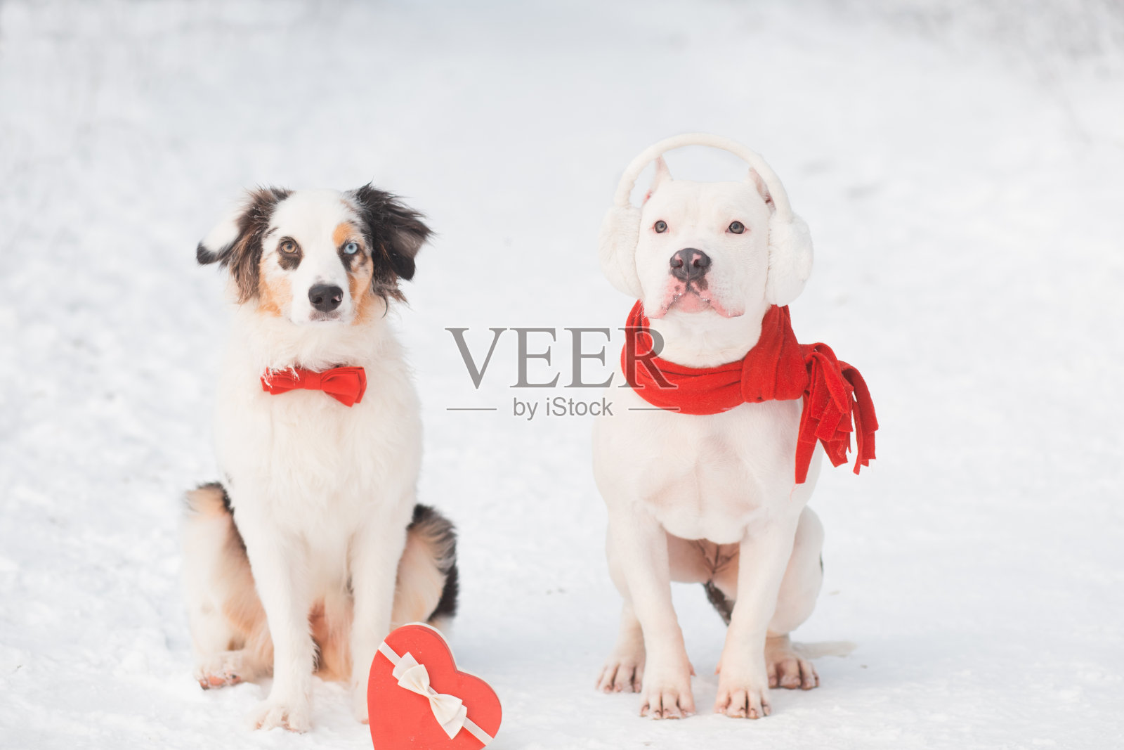 澳大利亚牧羊犬在红色领结和牛头犬与心盒。情人节。照片摄影图片