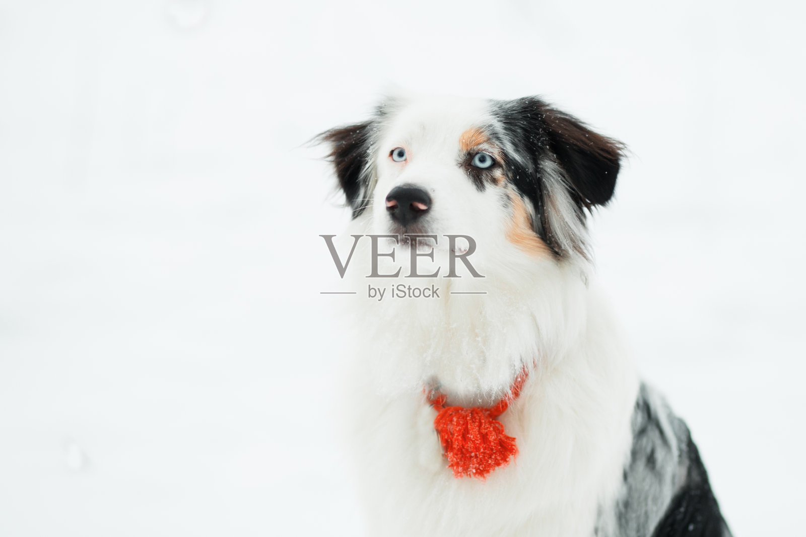 澳大利亚牧羊犬看相机在冬季森林近距离肖像照片摄影图片