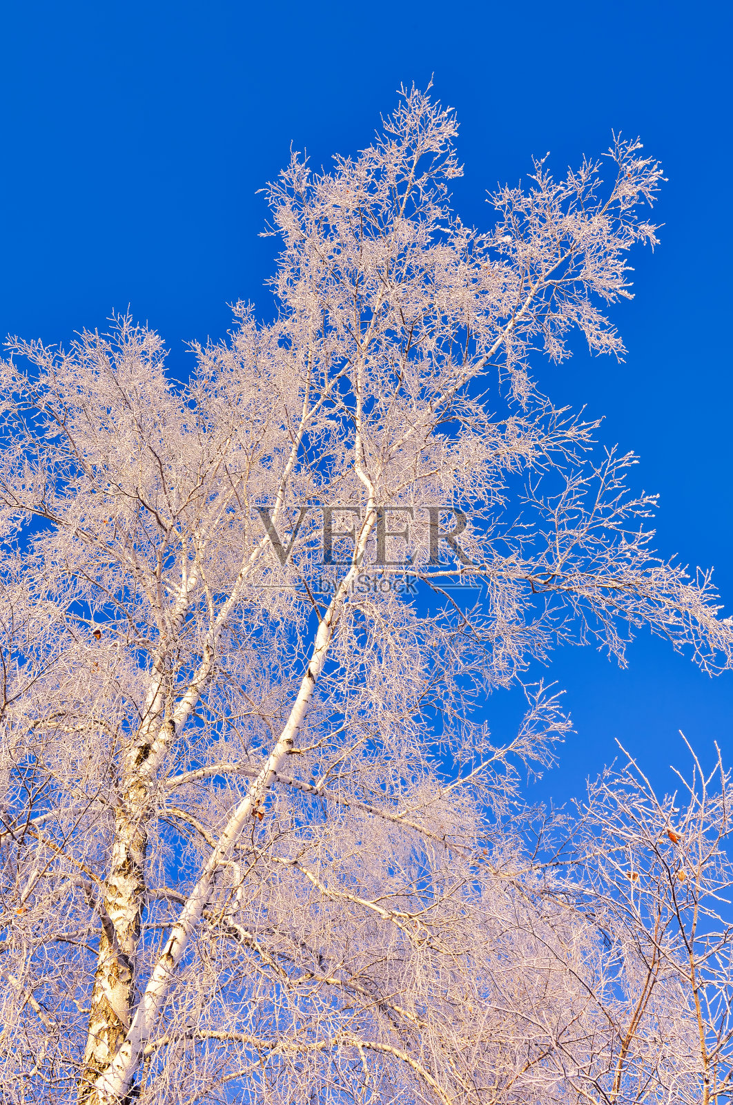 冬天桦树的枝条照片摄影图片