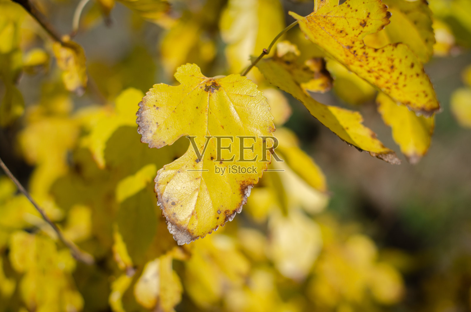 秋天，公园里绿色和金色的树叶照片摄影图片