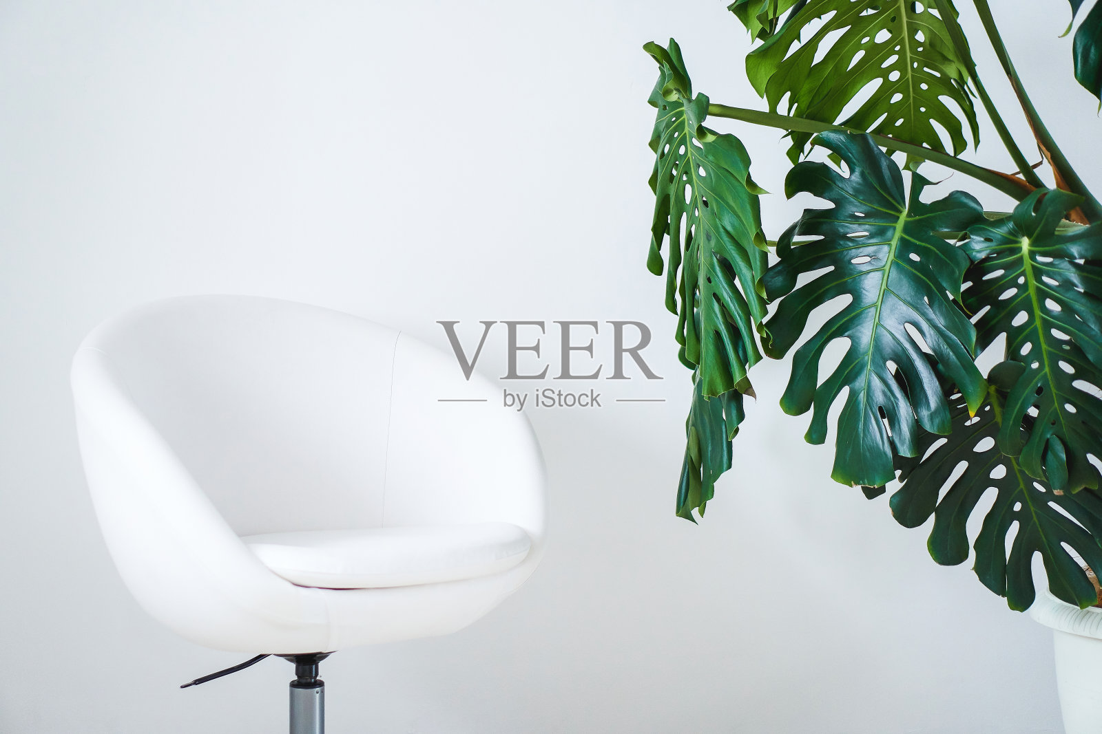 怪物般的绿色大叶子和白色背景上的白色椅子照片摄影图片