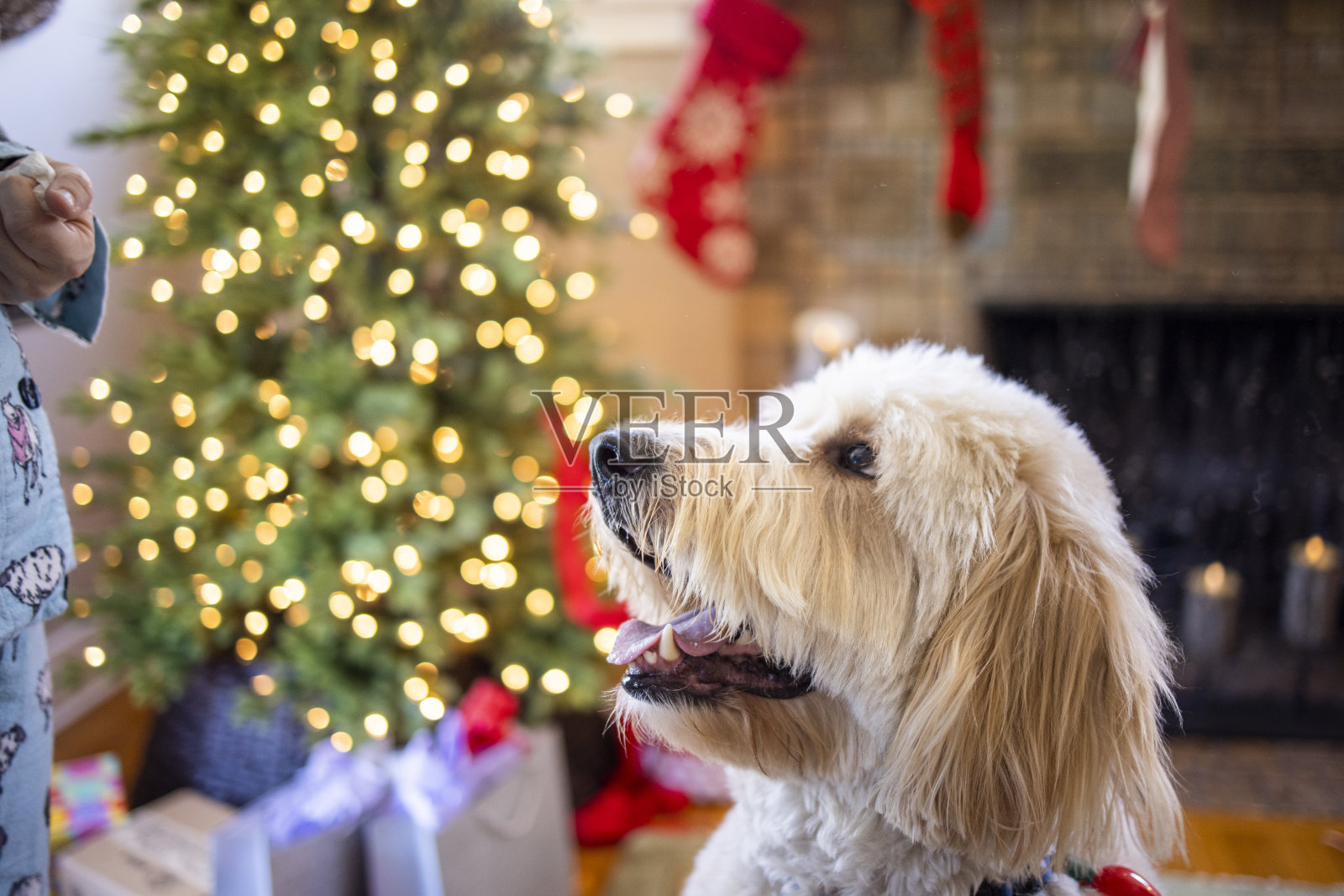 圣诞节的金毛狗照片摄影图片