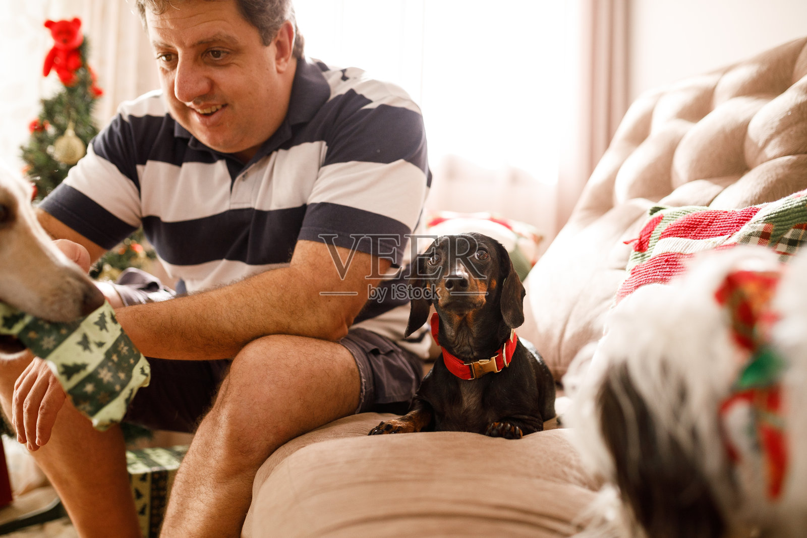 圣诞庆祝活动中带着怀疑表情的黑狗照片摄影图片