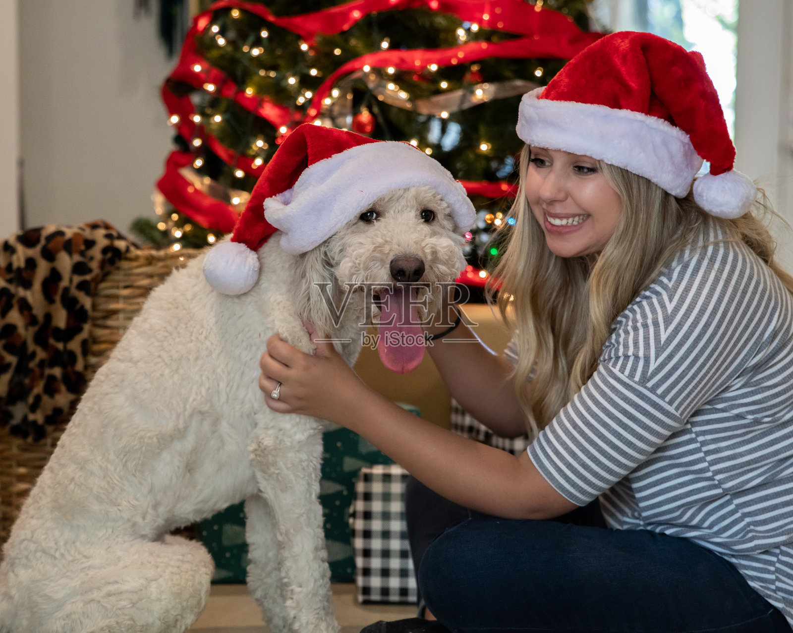 一个女人和她的狗在圣诞树前照片摄影图片