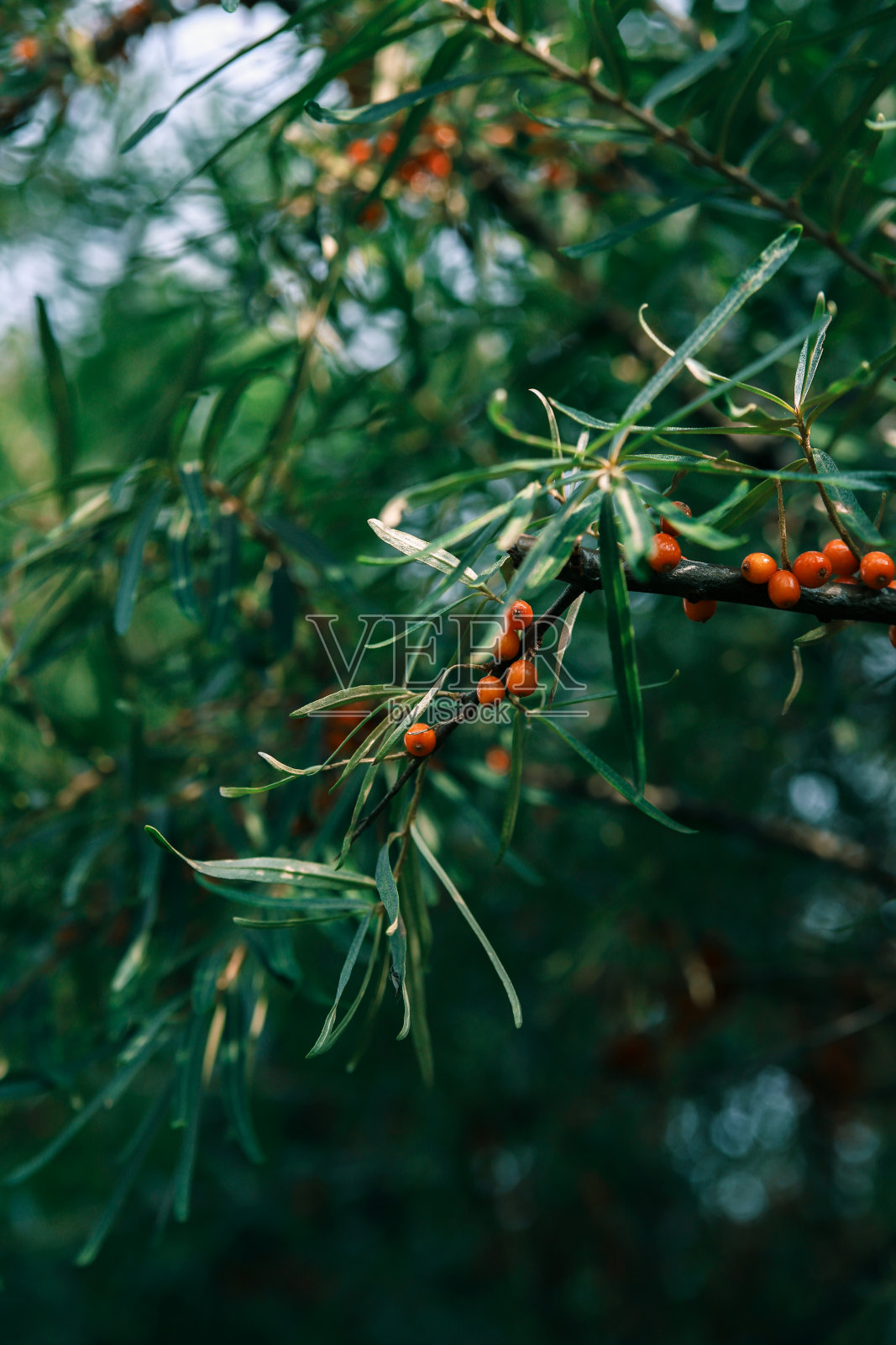 沙棘的树枝和浆果在树上照片摄影图片