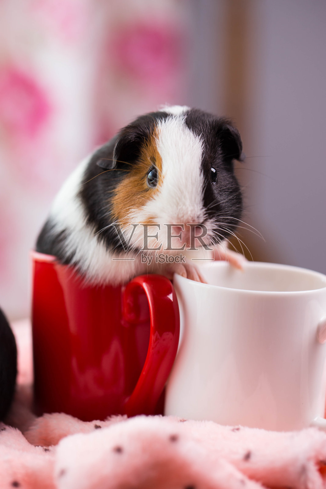 豚鼠照片摄影图片