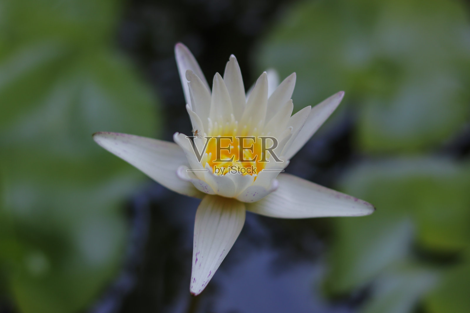 池塘里盛开着美丽的荷花照片摄影图片