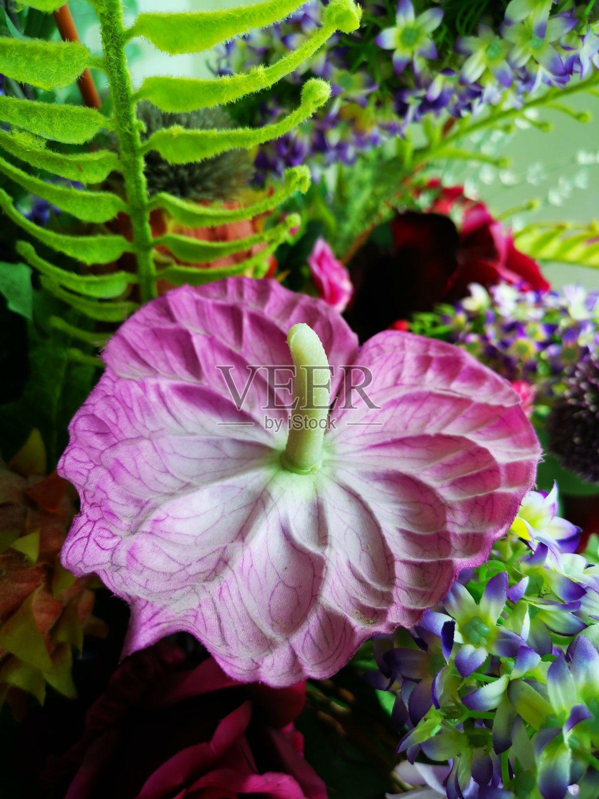 美丽的紫色红掌花照片摄影图片