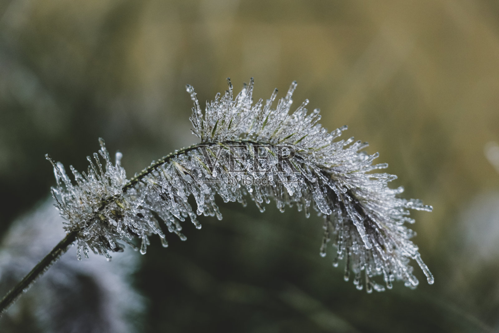 第一次霜冻。禾谷类植物的冰凌圆锥花序照片摄影图片