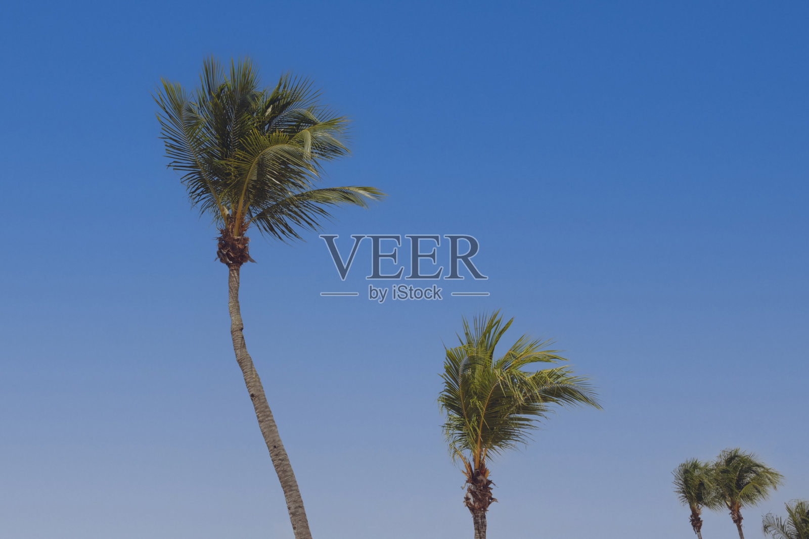 棕榈树在风中飘扬，映衬着蔚蓝的天空照片摄影图片