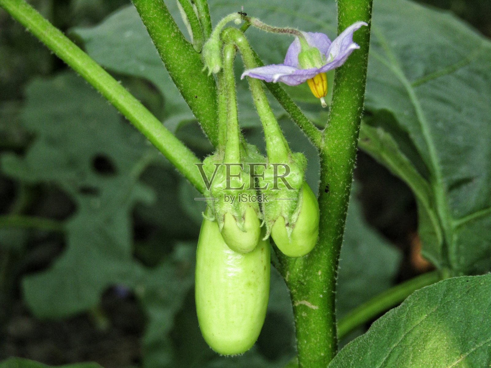 印度农场种植的茄子或茄子照片摄影图片