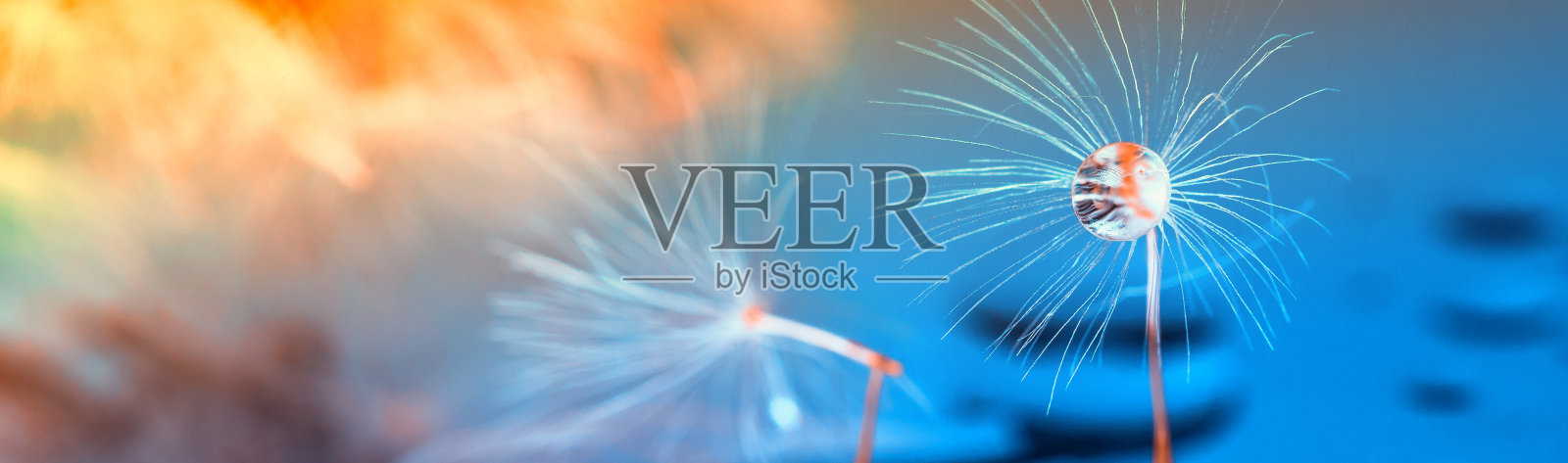 微距摄影，蒲公英种子露珠在神秘的蓝色背景照片摄影图片