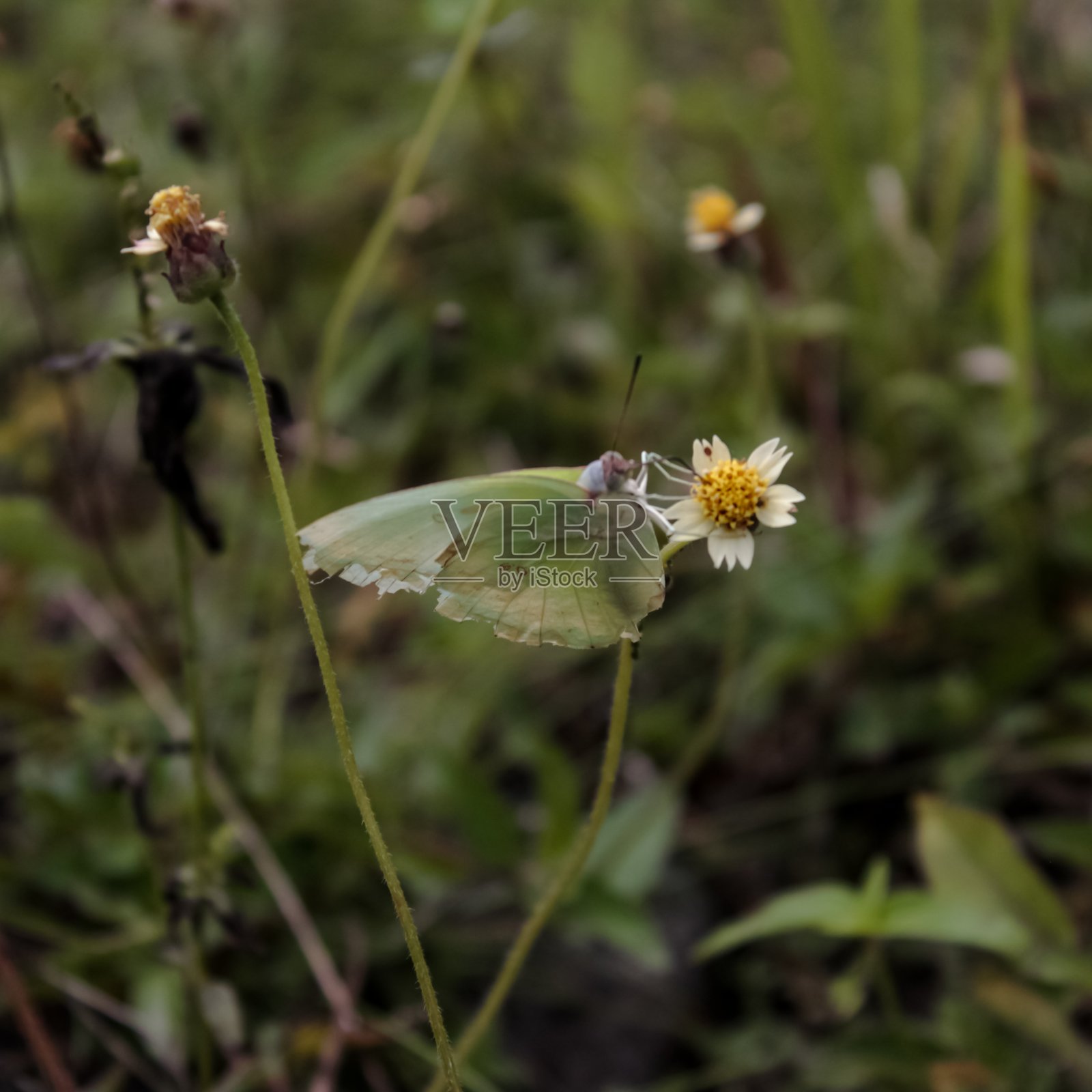 一只蝴蝶正在寻找食物照片摄影图片