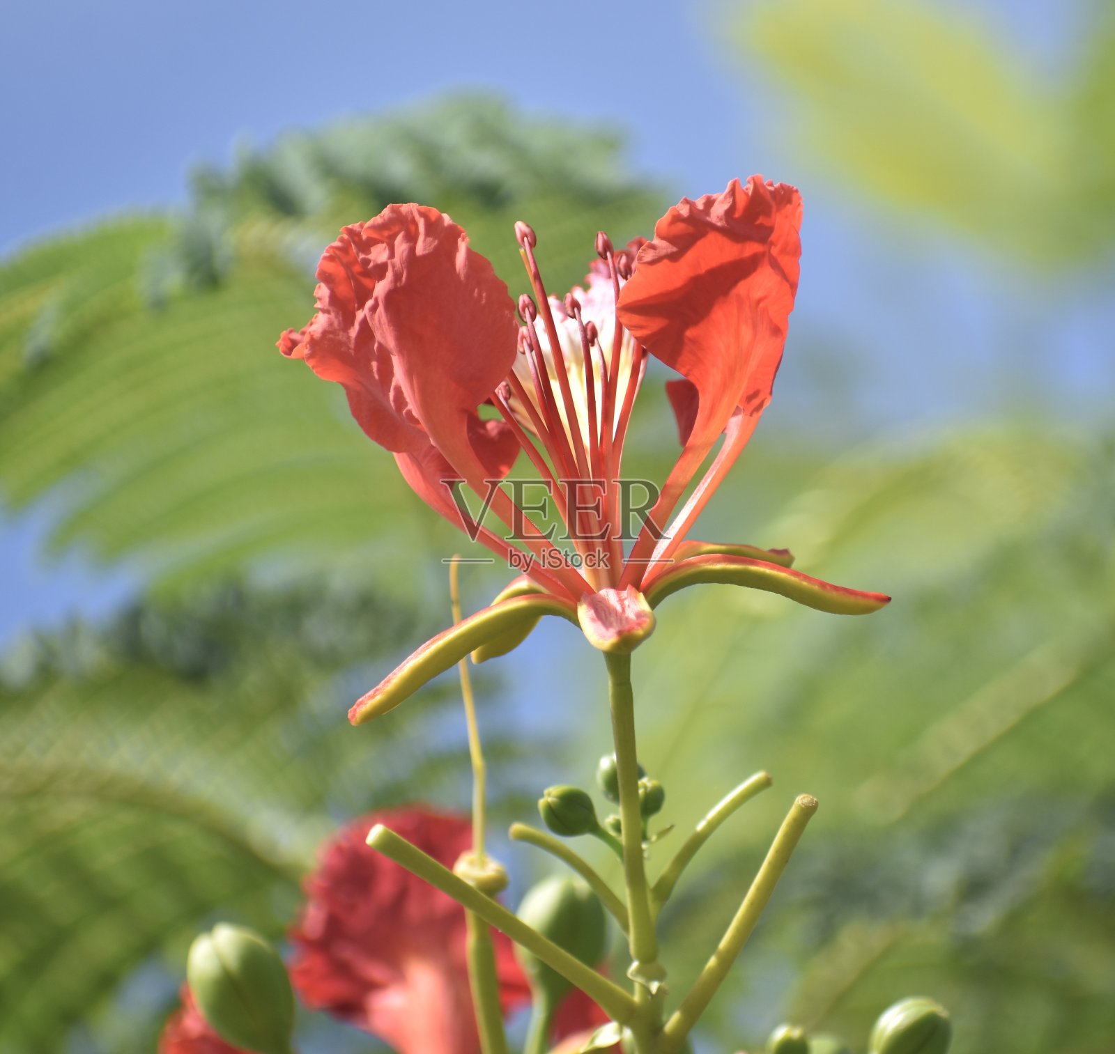 在阳光明媚的日子里，鲜红的热带花朵盛开照片摄影图片