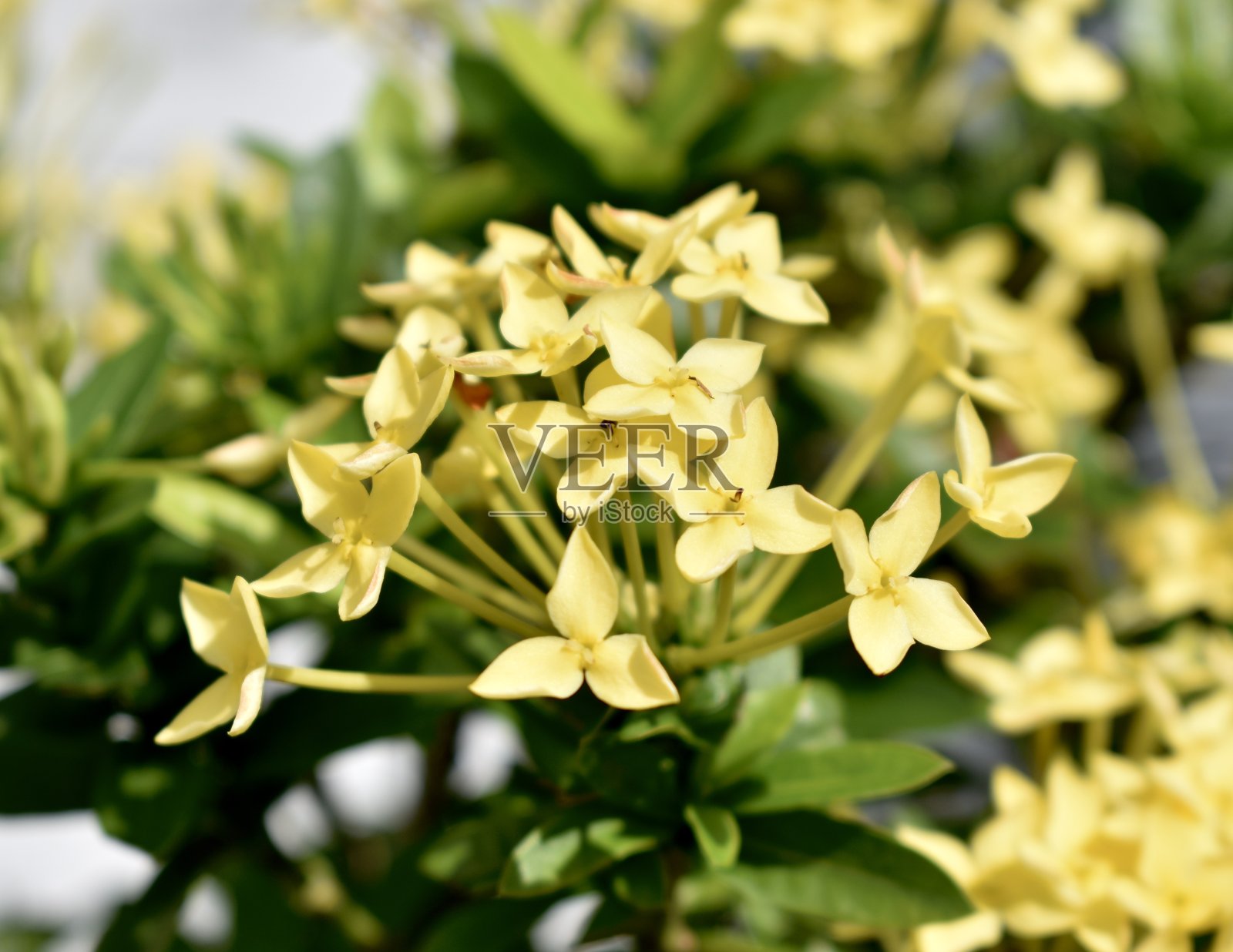 近距离观察热带花园中的黄色ixora花照片摄影图片