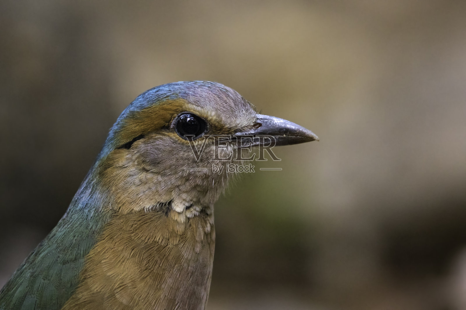 世界上美丽的鸟类照片摄影图片
