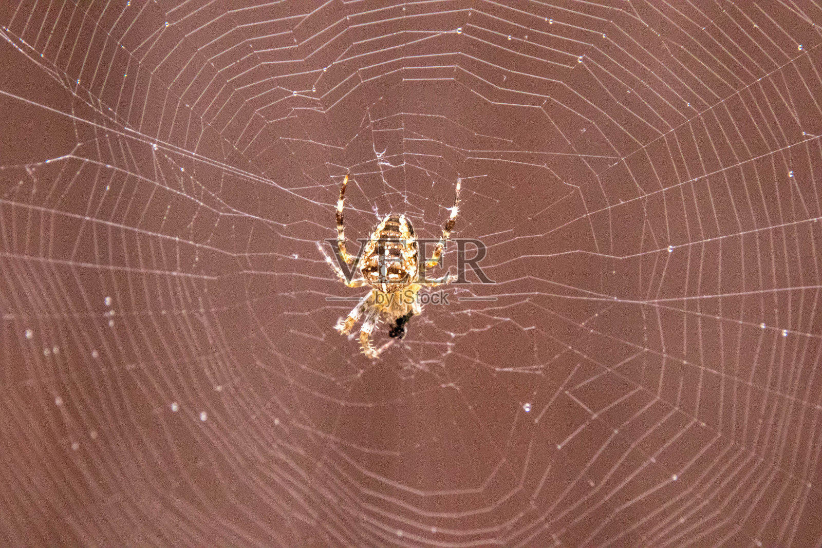 蜘蛛网页设计照片摄影图片