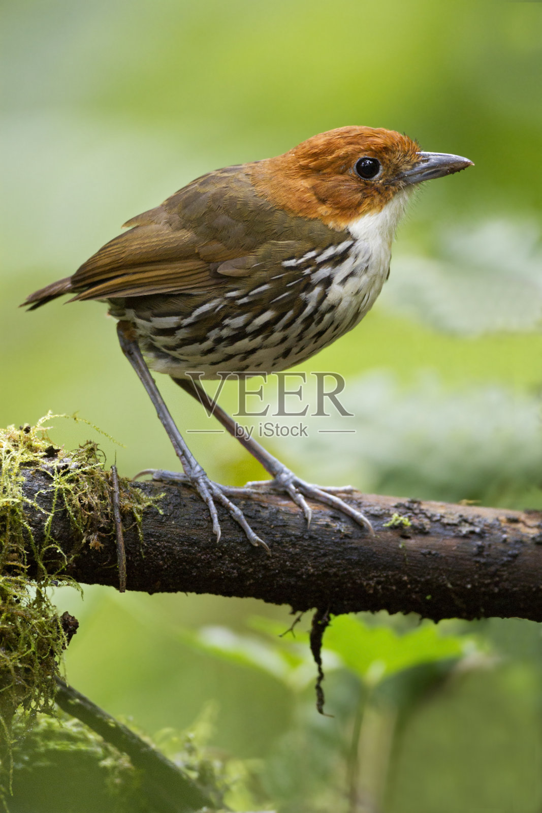 世界上美丽的鸟类照片摄影图片