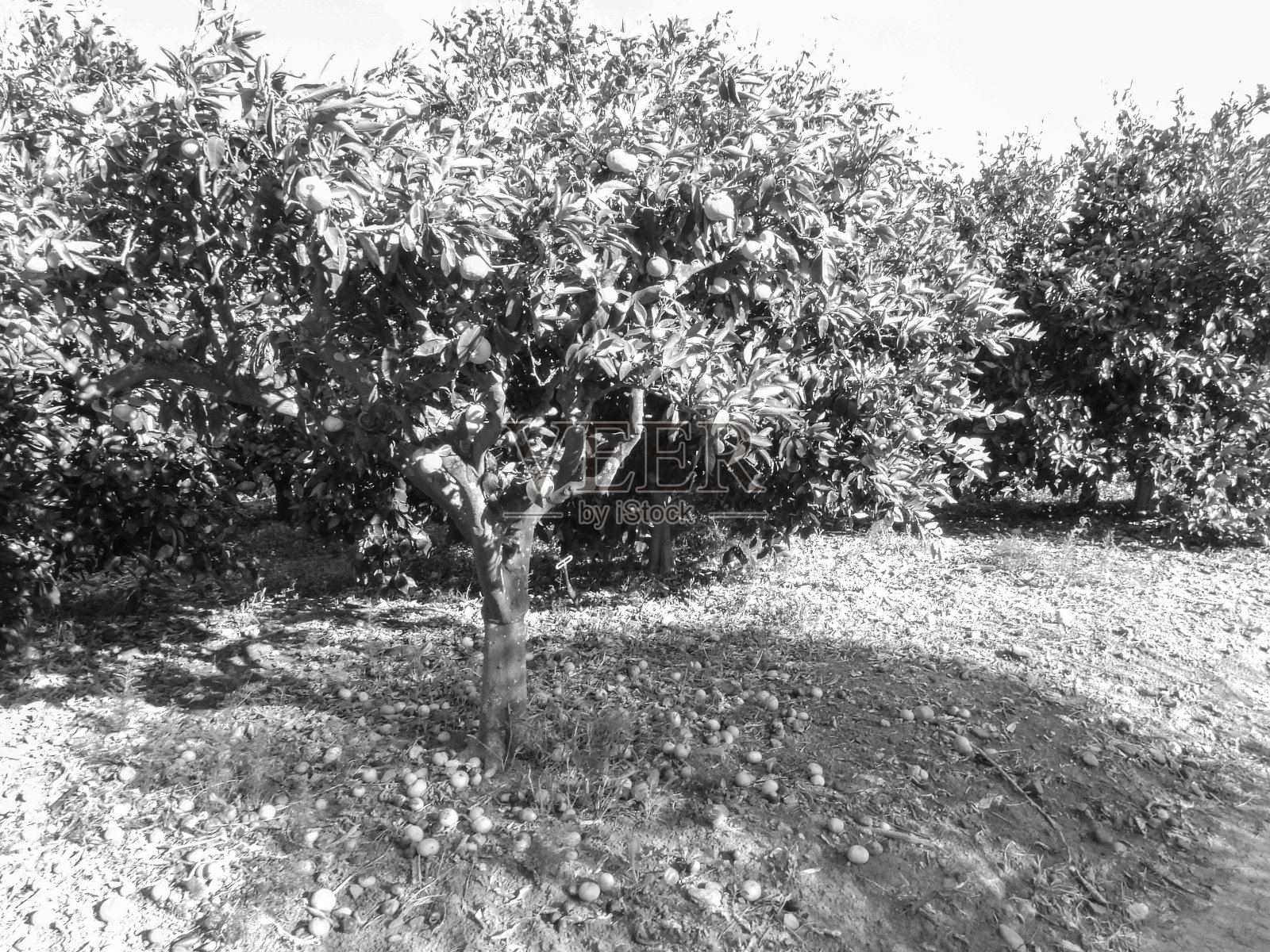 橙果园树照片摄影图片