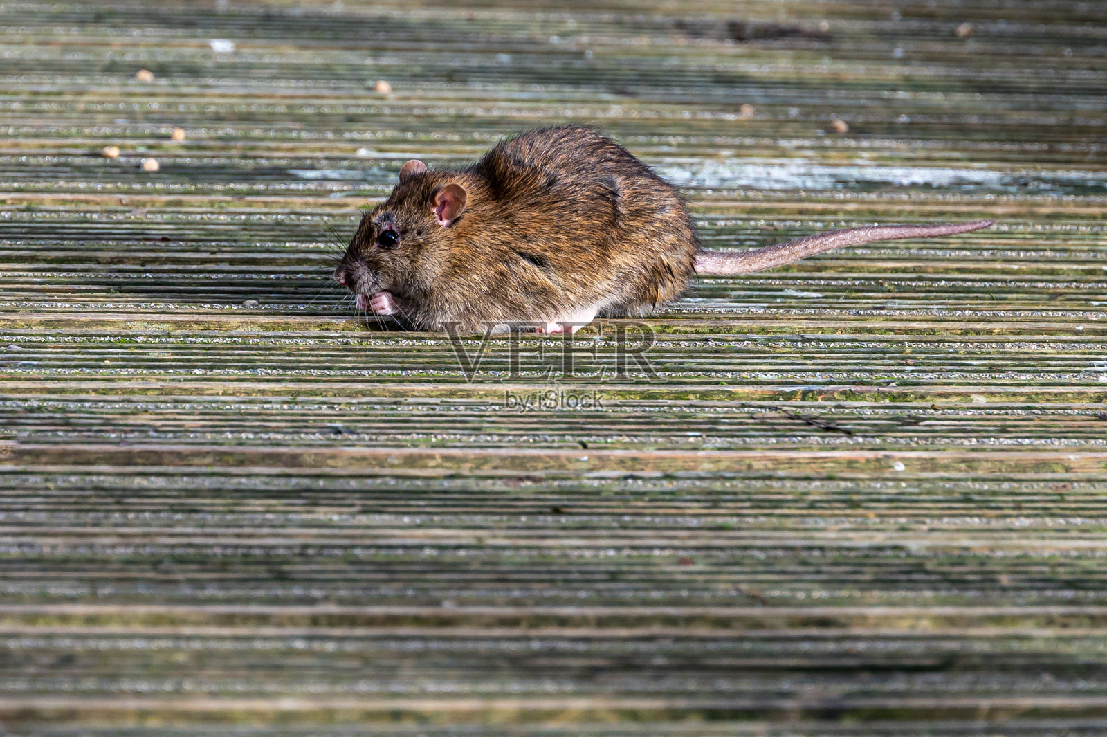 棕色老鼠正在吃废弃的鸭粮照片摄影图片
