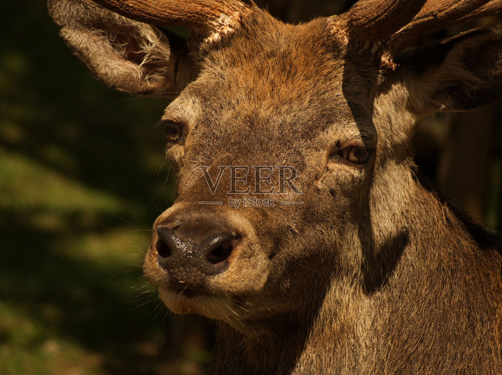 特写动物摄影的马鹿在夏天在德国照片摄影图片