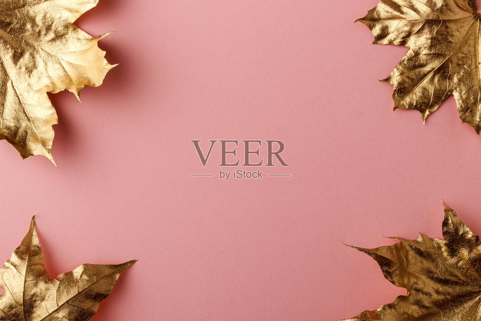 金色的枫叶。照片摄影图片