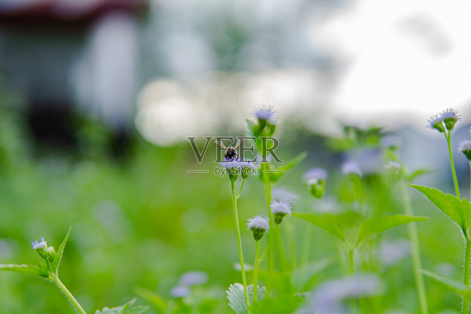 蝎子肌炎的特写照片摄影图片