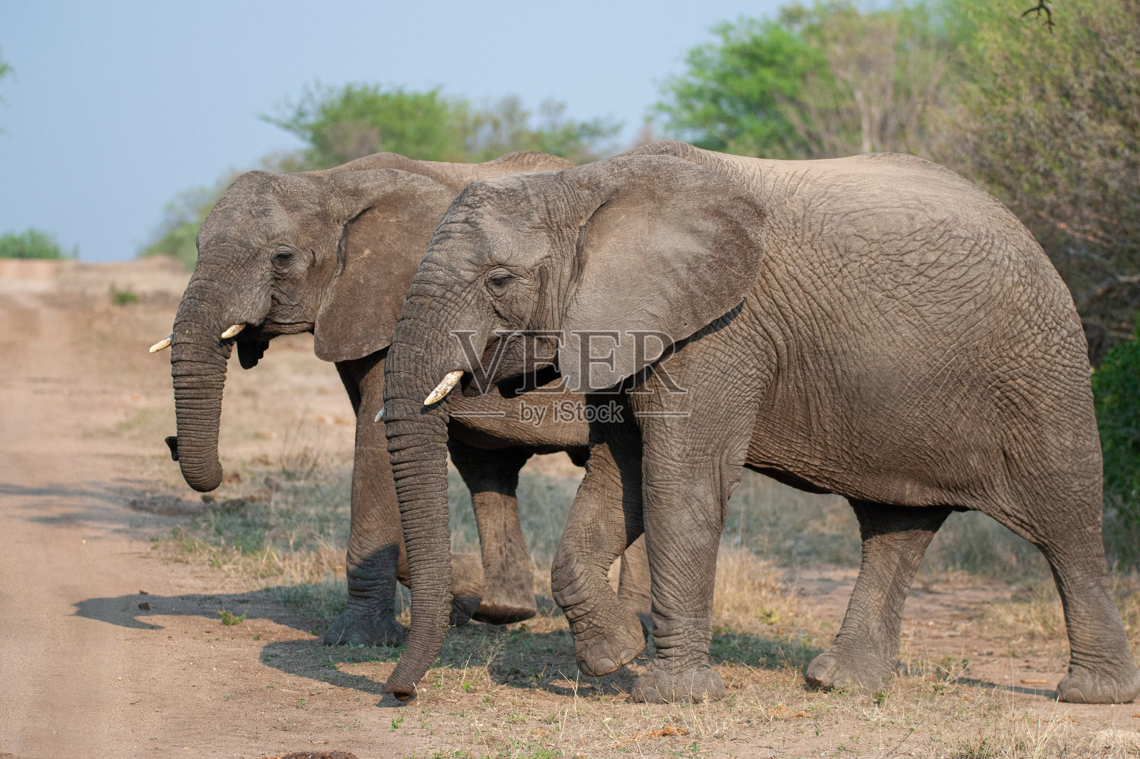 非洲象照片摄影图片