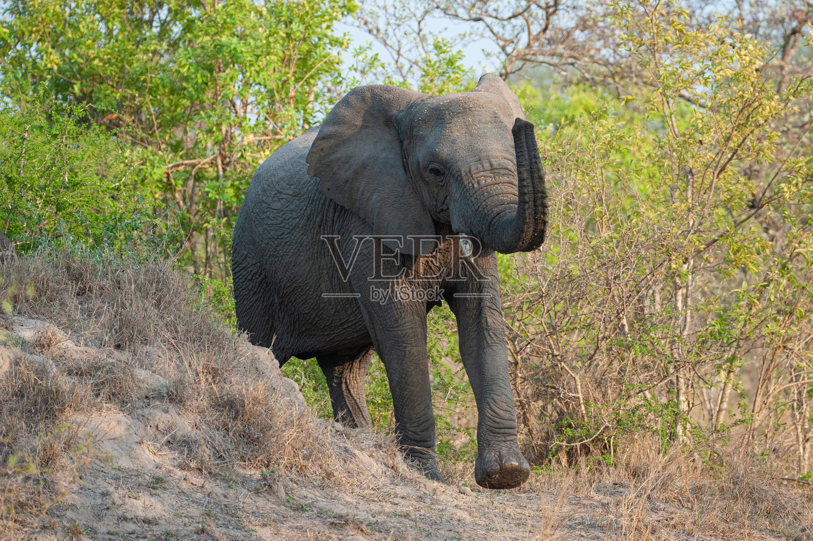 非洲象照片摄影图片