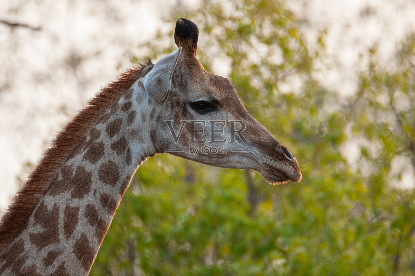 长颈鹿牛照片摄影图片