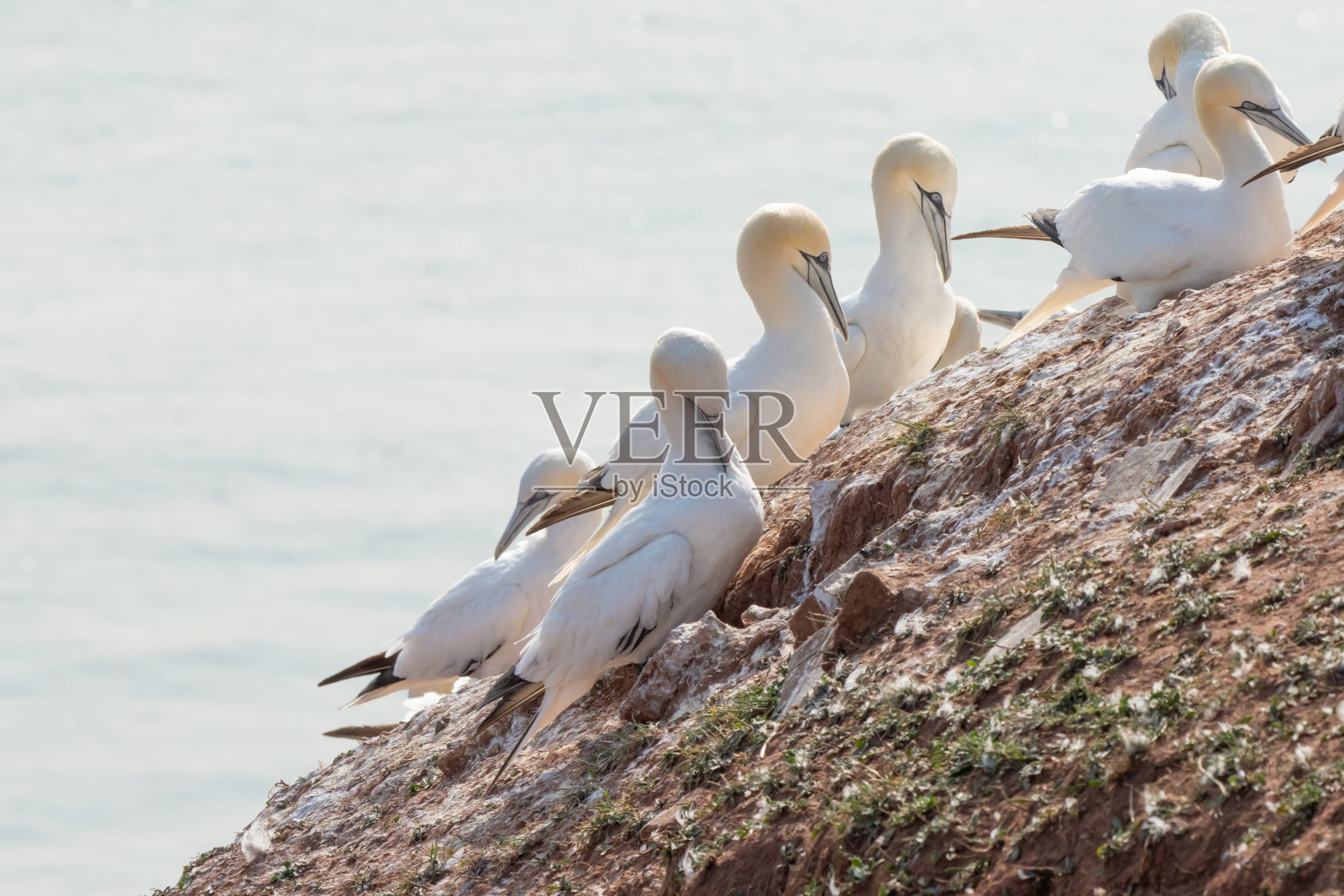 六只塘鹅站在一块倾斜的岩石上。背景中的大海照片摄影图片