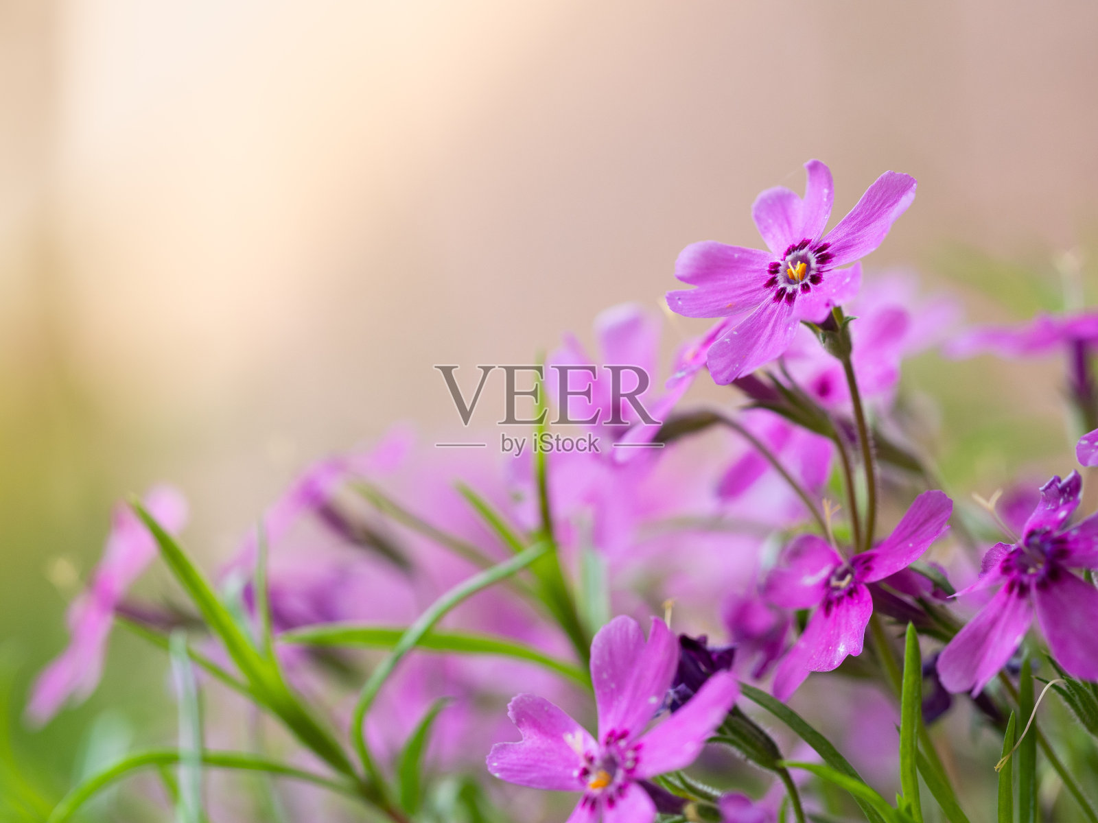 夹竹桃花开粉红花照片摄影图片