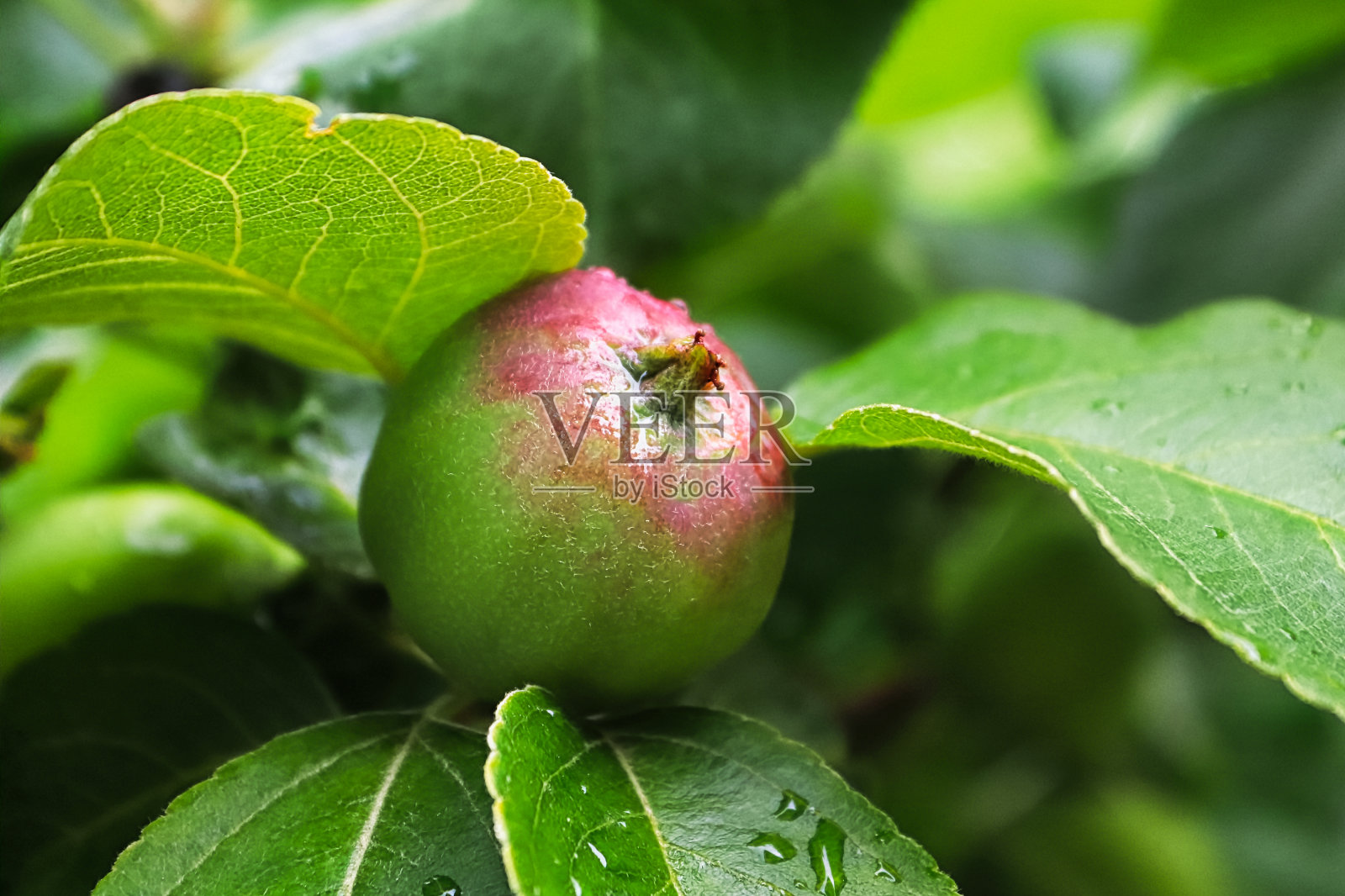 小苹果长在树上树叶中间的小苹果照片摄影图片