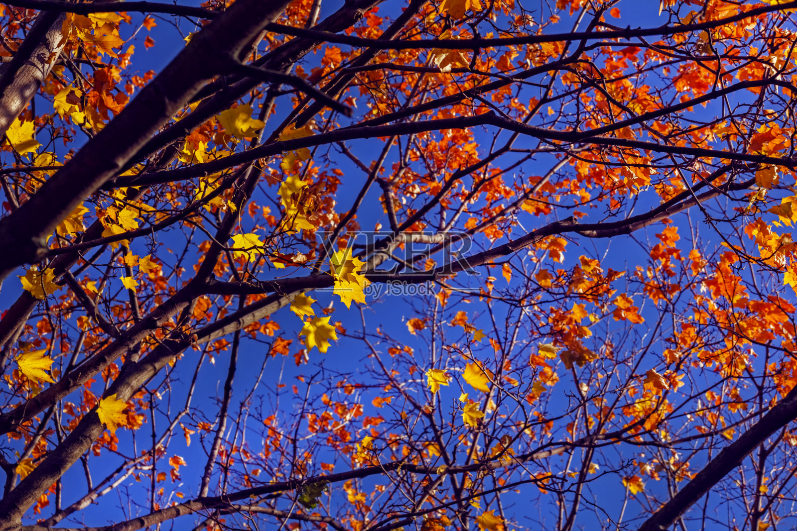 秋天的枫叶映衬着湛蓝的天空照片摄影图片